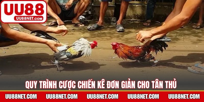Quy trình cược chiến kê đơn giản cho tân thủ