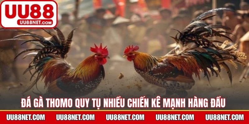 Đá gà Thomo quy tụ nhiều chiến kê mạnh hàng đầu